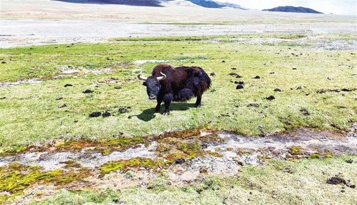 ���ڿ��ڹ��մ���һֻҰ��ţ������������