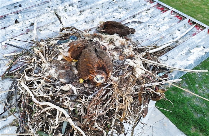 �ܴ��\�ڰ�������̩���һ�����������������